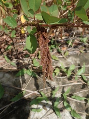 Grona heterocarpos strigosa