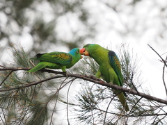 Blue-Naped Parrot photo 2