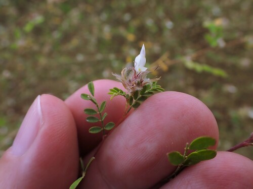 Image of Dalea carthagenensis by (c) Louis Imbeau, some rights reserved (CC BY)