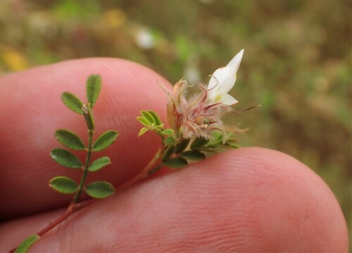 Image of Dalea carthagenensis by (c) Louis Imbeau, some rights reserved (CC BY)
