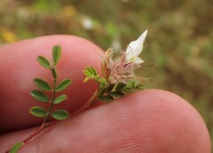 Dalea carthagenensis, photograph (c) Louis Imbeau, some rights reserved (CC BY)
