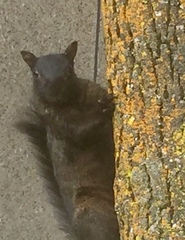 Sciurus carolinensis