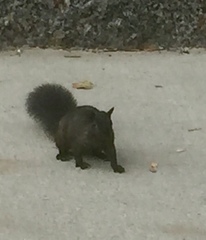 Sciurus carolinensis