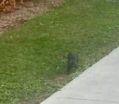 Sciurus carolinensis