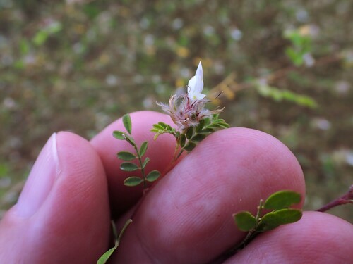 Image of Dalea carthagenensis by (c) Louis Imbeau, some rights reserved (CC BY)