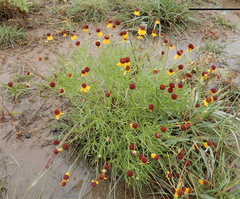 Helenium amarum badium