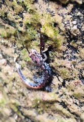 Desmognathus ocoee