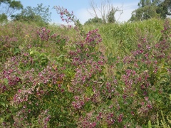 Lespedeza thunbergii
