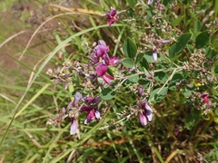 Lespedeza thunbergii