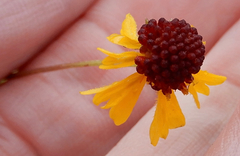 Helenium amarum badium
