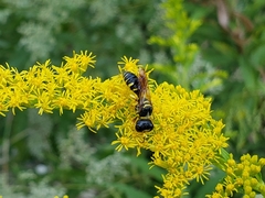 Ectemnius decemmaculatus