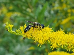 Ectemnius decemmaculatus