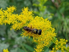 Ectemnius decemmaculatus