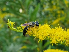 Ectemnius decemmaculatus