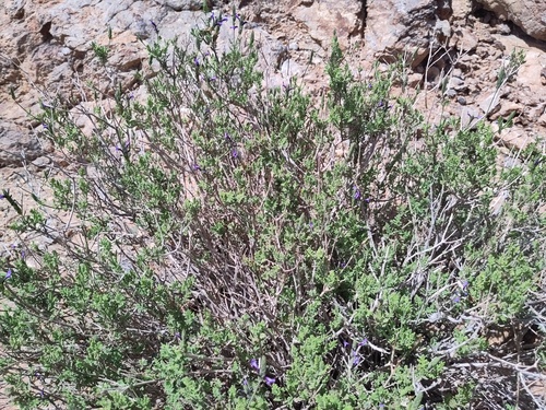 Lavandula mairei image