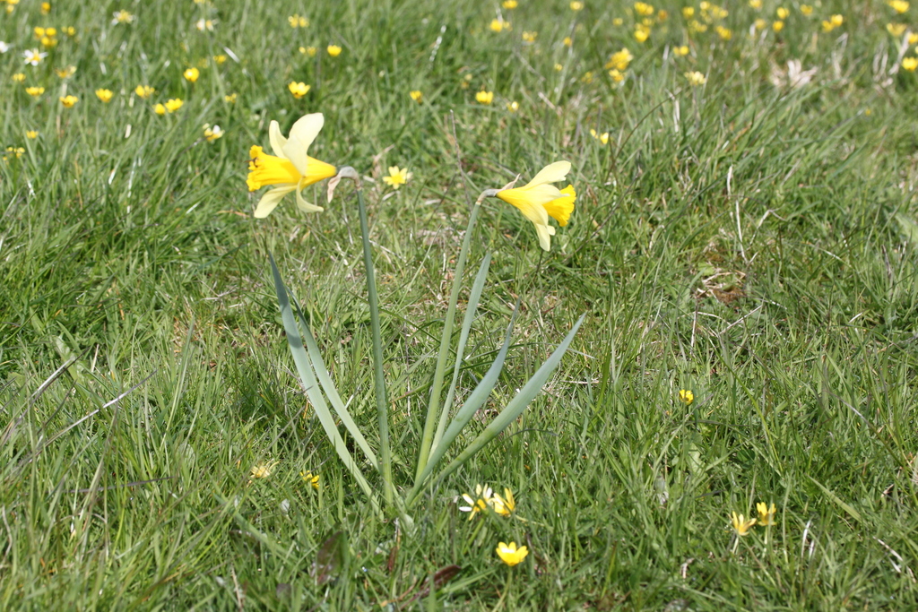 Daffodils naturalised in grass