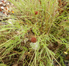 Helenium amarum badium