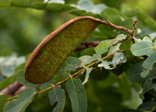 Brachystegia allenii image