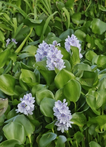 common water hyacinth