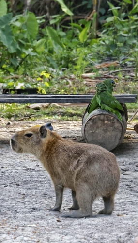 Capybara