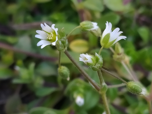 Penkiakuokė glažutė nuotrauka