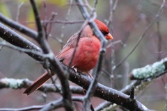 Cardinalis cardinalis cardinalis