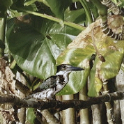 Amazon Kingfisher