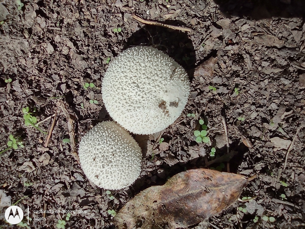 Lycoperdon marginatum · April 2023 · photo: © argaby (iNaturalist, cc-by)