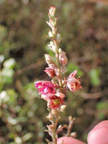 Image of Krameria ixine by (c) Louis Imbeau, some rights reserved (CC BY)