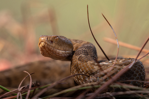 Guerreran Pygmy Rattlesnake