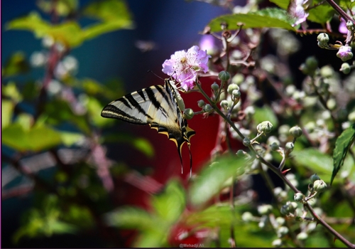 Iberian Scarce Swallowtail