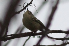 Corthylio calendula calendula