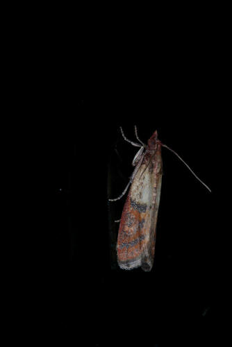 Plodia interpunctella
