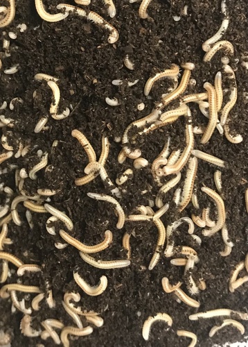 Paraspirobolus lucifugus