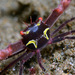 Black Coral Crab - Photo (c) uwkwaj, some rights reserved (CC BY-NC), uploaded by uwkwaj