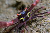 Black Coral Crab - Photo (c) uwkwaj, some rights reserved (CC BY-NC), uploaded by uwkwaj