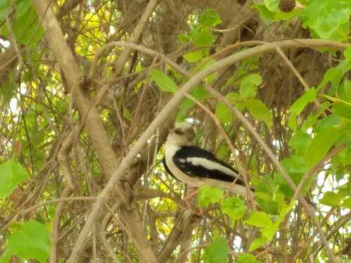 White-crested Helmetshrike