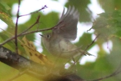Corthylio calendula calendula