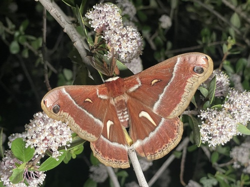 iNaturalist observation photo of Ceanothus Silk Moth