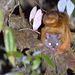 Grey-headed Giant Flying Squirrel - Photo (c) Ralf Bürglin, some rights reserved (CC BY-NC), uploaded by Ralf Bürglin