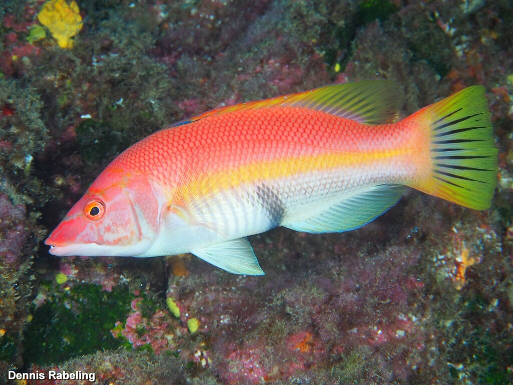 Barred Hogfish