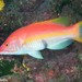 Barred Hogfish - Photo (c) Dennis Rabeling, some rights reserved (CC BY-NC-ND), uploaded by Dennis Rabeling