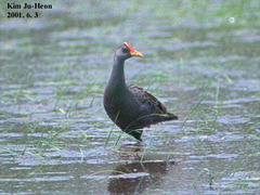 Gallicrex cinerea