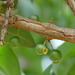 Mouriri glazioviana - Photo (c) Laurent Quéno, algunos derechos reservados (CC BY-NC), subido por Laurent Quéno