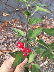 Solanum dulcamara