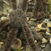 Lagoon Brittle Star - Photo (c) 劉佳勳, some rights reserved (CC BY-NC), uploaded by 劉佳勳