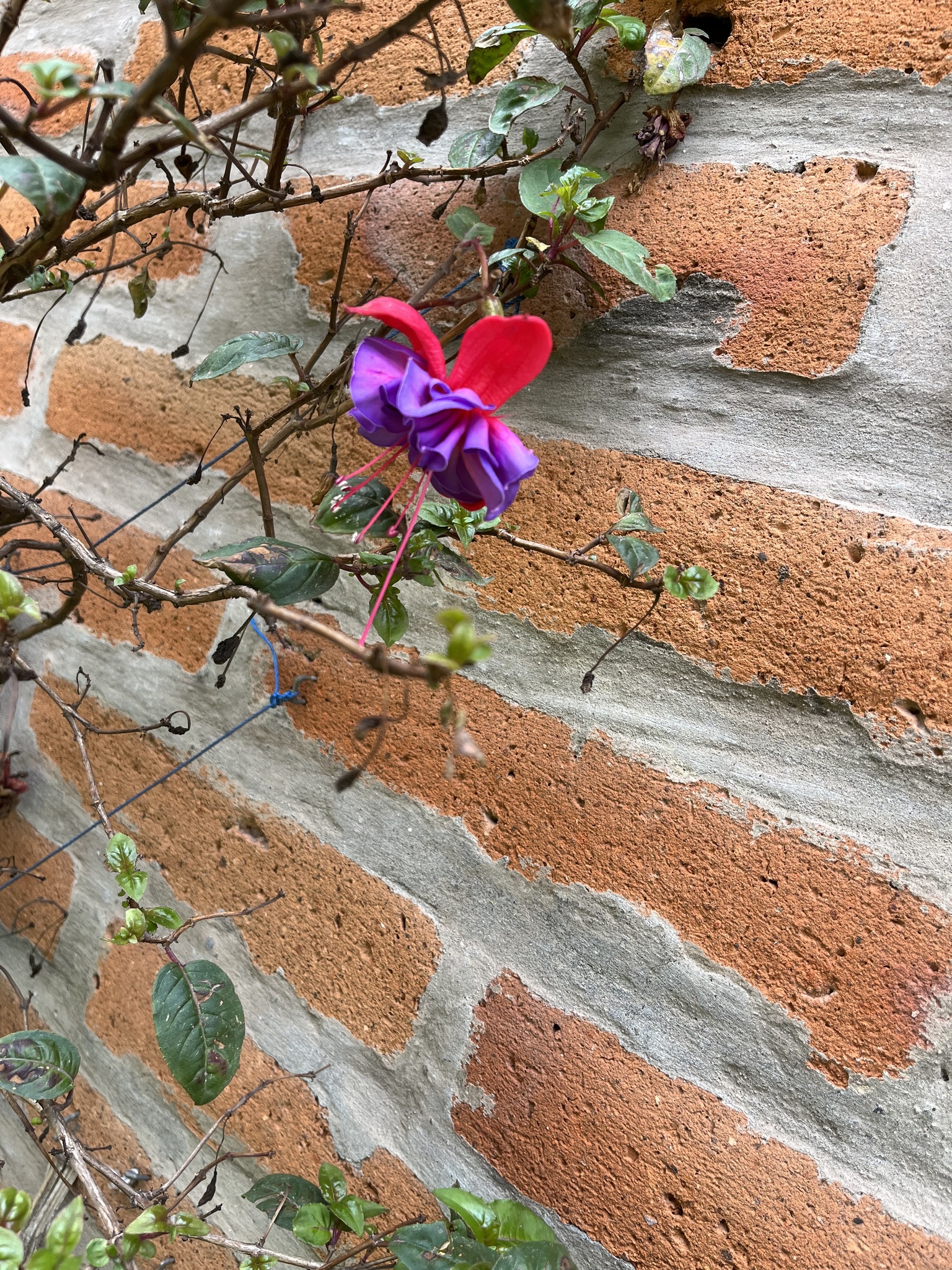 Imagem de Brinco-de-princesa