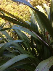 Orthoclydon praefectata