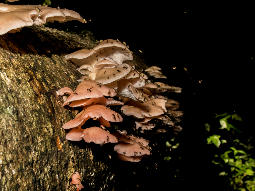 Pleurotus djamor · February 2023 · photo: © jpdandretta (iNaturalist, cc-by)