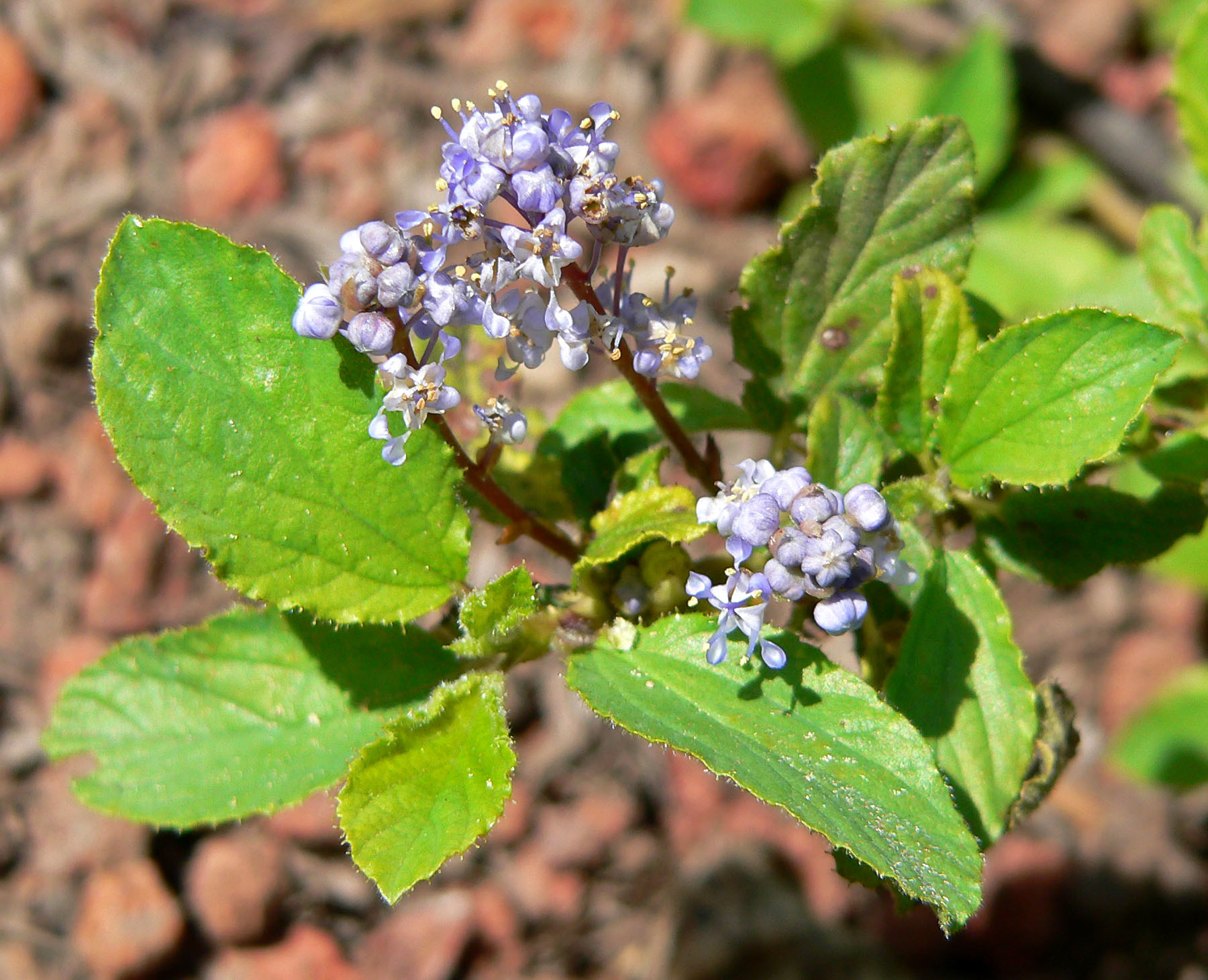 Ceanothus diversifolius